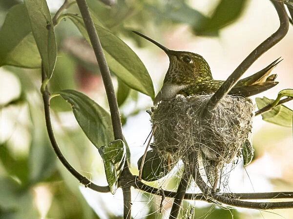 Mother on Annas hummingbird nest in bougainvillea vine, Los Angeles, California