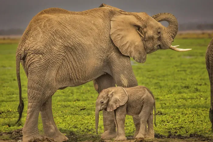 Framed Print : Mother and baby elephant, Amboseli National Park Framed Print : Mother and baby elephant, Amboseli National Park