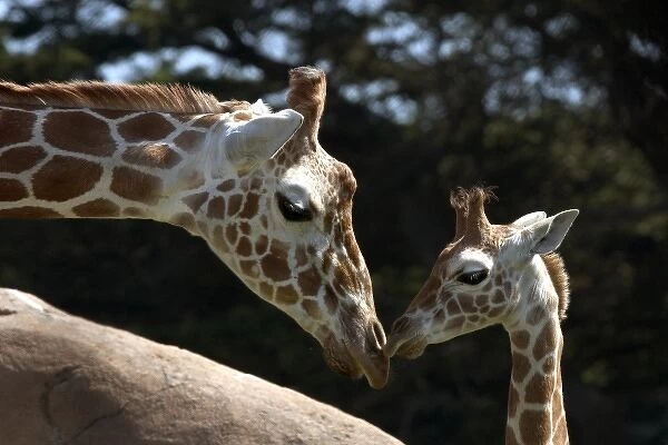 Mother and baby Reticulated Giraffe (giraffa camelopardalis reticulata), San Francisco