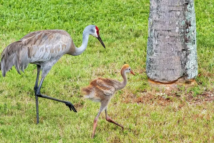 Framed Print : Mother and baby sandhill crane Framed Print : Mother and baby sandhill crane