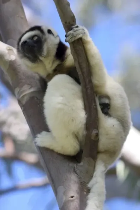 Framed Print : Mother and Baby Verreauxs Sifakas at Nahampoana Reserve, Fort Dauphin, Madagascar