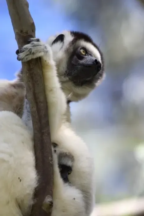 Framed Print : Mother and Baby Verreauxs Sifakas at Nahampoana Reserve, Fort Dauphin, Madagascar