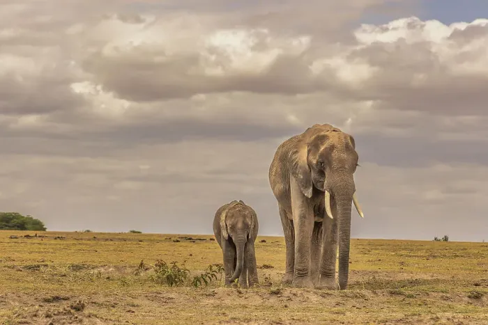 Framed Print : Mother and calf Amboseli elephants, Amboseli National Park, Africa