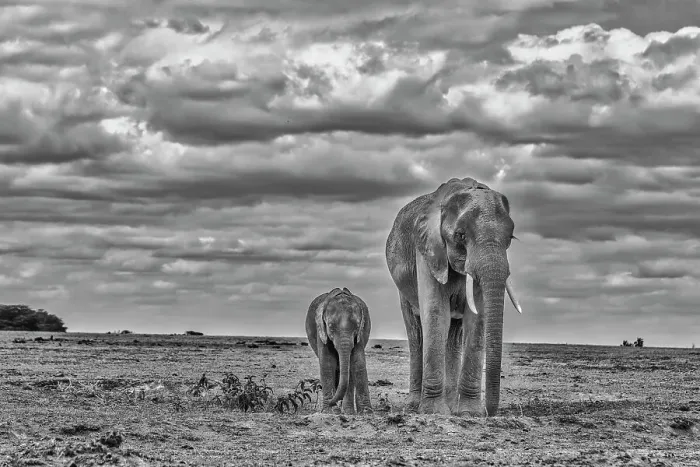 Framed Print : Mother and calf Amboseli elephants, Amboseli National Park, Africa Framed Print : Mother and calf Amboseli elephants, Amboseli National Park, Africa