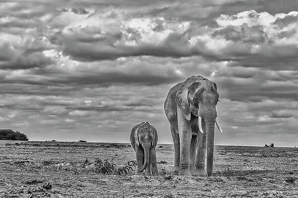 Mother and calf Amboseli elephants, Amboseli National Park, Africa