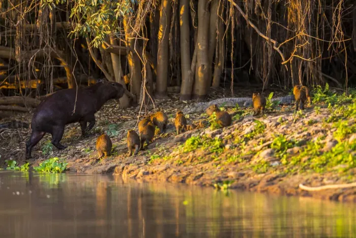 Framed Print : A mother capybara leads her group of baby capybara out of the water in front of a cayman in the Brazilian Pantanal Framed Print : A mother capybara leads her group of baby capybara out of the water in front of a cayman in the Brazilian Pantanal