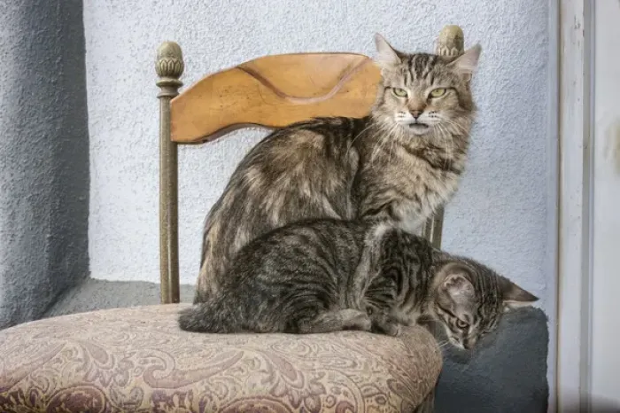 Framed Print : Mother Cat and Kitten on chair