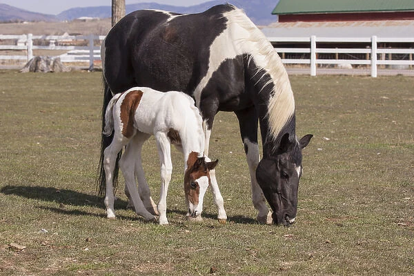 Mother and filly grazing pasture white fence