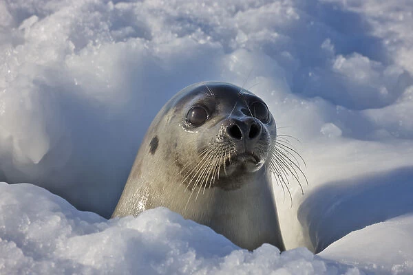 Mother harp seal raising head out of hole in ice, Iles de la Madeleine, Quebec, Canada