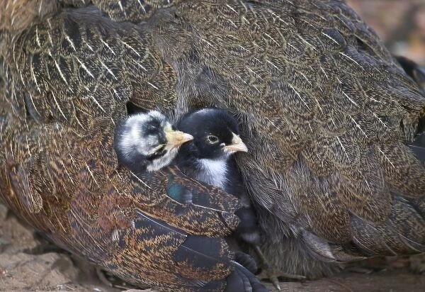 Mother hen guarding two little chicks, Orissa, India