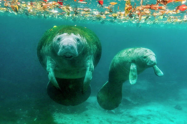 Mother manatee with her calf in Crystal River, Florida