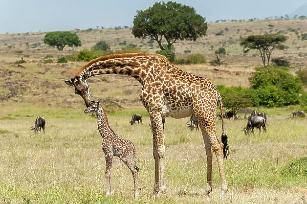 A mother Masai giraffe, Giraffa camelopardalis Tippelskirchi, with its newborn calf still with the umbilical cord. Masai Mara National Reserve, Kenya, Africa