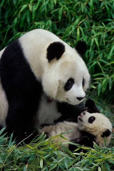 Mother panda and baby in the bamboo bush, Wolong Valley, Sichuan Province, China