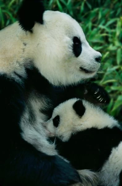 Mother panda nursing cub, Wolong, Sichuan, China