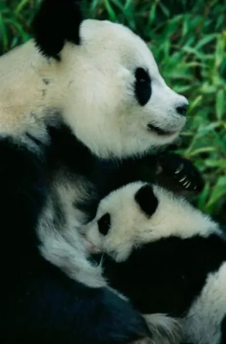 Framed Print : Mother panda nursing cub, Wolong, Sichuan, China Framed Print : Mother panda nursing cub, Wolong, Sichuan, China