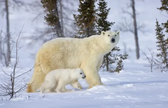Framed Print : Mother polar bear with cub on the tundra, Wapusk National Park, Manitoba, Canada