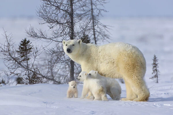 Mother polar bear with three cubs on the tundra, Wapusk National Park, Manitoba, Canada