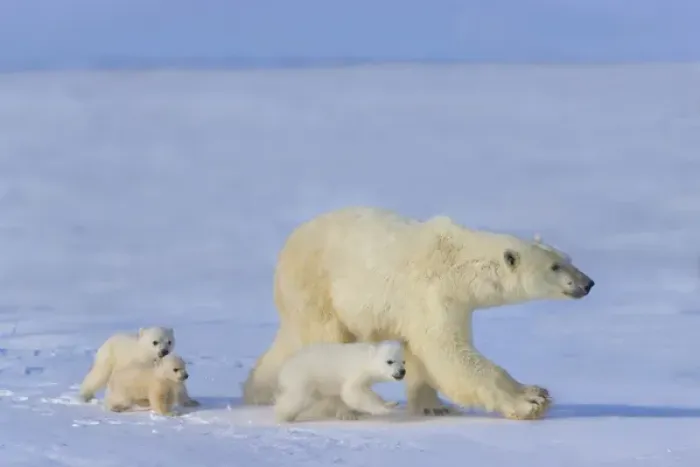 Framed Print : Mother polar bear with three cubs on the tundra, Wapusk National Park, Manitoba, Canada Framed Print : Mother polar bear with three cubs on the tundra, Wapusk National Park, Manitoba, Canada