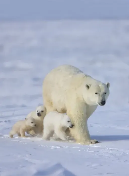 Framed Print : Mother polar bear with three cubs on the tundra, Wapusk National Park, Manitoba, Canada Framed Print : Mother polar bear with three cubs on the tundra, Wapusk National Park, Manitoba, Canada