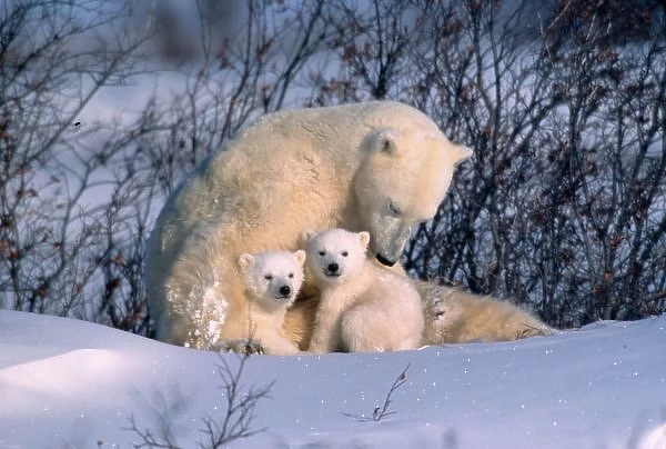 Mother Polar Bear Sitting with Twins, Manitoba, Churchill, Canada