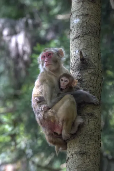 Framed Print : Mother Rhesus macaque and baby Wulingyuan District, China