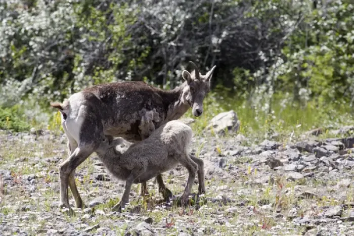 Framed Print : Mother and young bighorn sheep in Jasper National Park, Canada