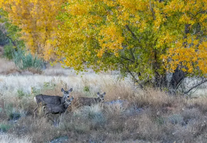 Framed Print : Mother and young Mule deer near Moab Utah Framed Print : Mother and young Mule deer near Moab Utah