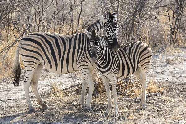 Mother zebra (Equus quagga burchellii ) hangs her head protectively over her offspring