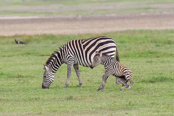 Mother zebra (Equus quagga) grazes while newborn colt