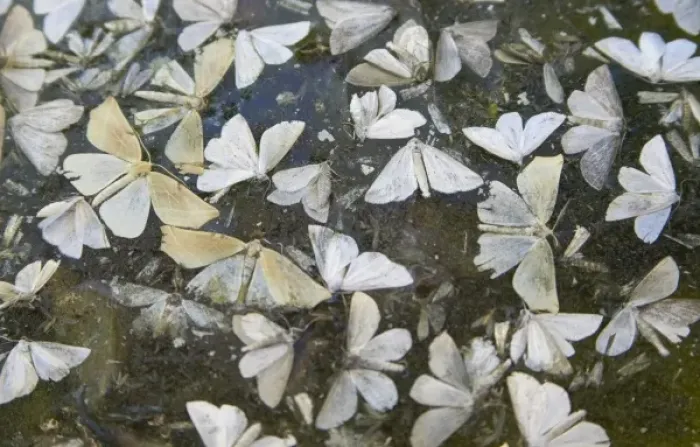 Framed Print : Moths, Patagonia, Chile Framed Print : Moths, Patagonia, Chile