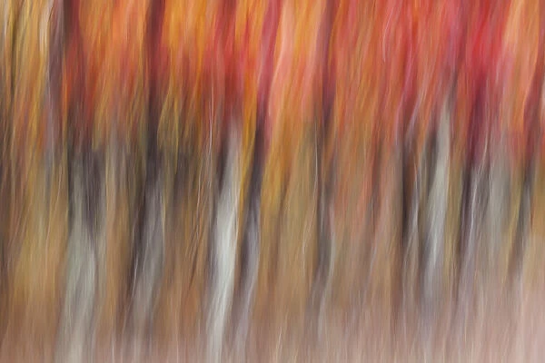 Motion blur abstract of autumn-hued forest, Wisconsin