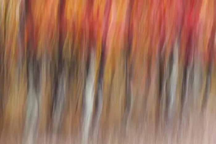 Framed Print : Motion blur abstract of autumn-hued forest, Wisconsin Framed Print : Motion blur abstract of autumn-hued forest, Wisconsin