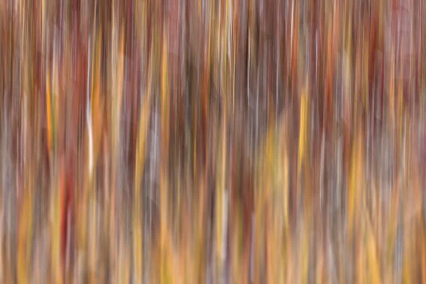 Motion effect on autumn vegetation, Yellowstone National Park, Wyoming