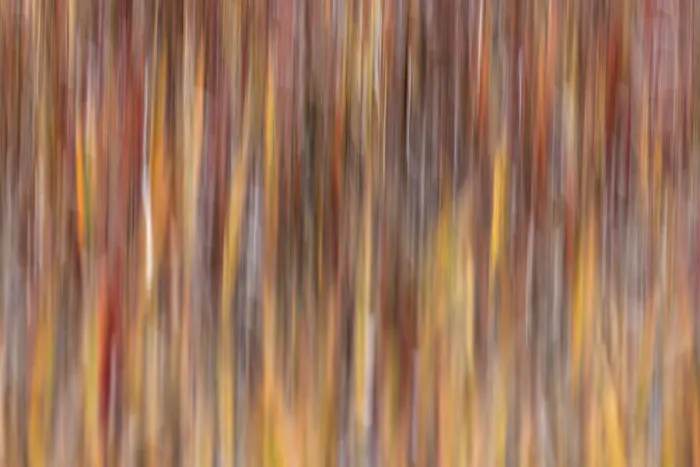 Framed Print : Motion effect on autumn vegetation, Yellowstone National Park, Wyoming Framed Print : Motion effect on autumn vegetation, Yellowstone National Park, Wyoming