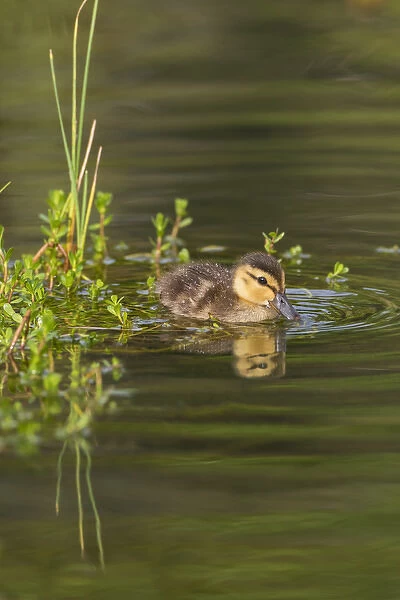 Mottled Duck (Anas fulvigula) duckling on pond