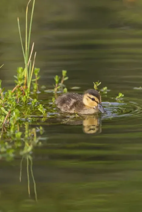 Framed Print : Mottled Duck (Anas fulvigula) duckling on pond Framed Print : Mottled Duck (Anas fulvigula) duckling on pond