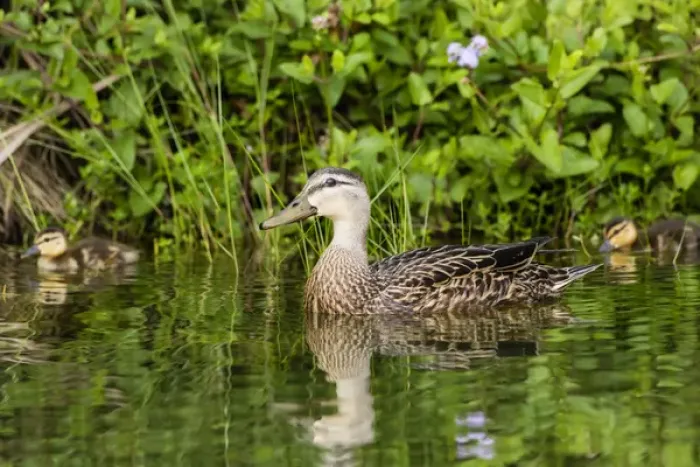 Framed Print : Mottled Duck (Anas fulvigula) hen and young feeding