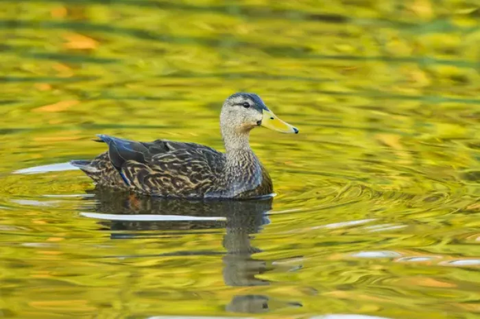 Framed Print : Mottled Duck (Anas fulvigula) male in freshwater pond Framed Print : Mottled Duck (Anas fulvigula) male in freshwater pond