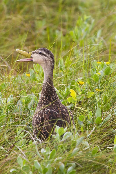 Mottled Duck (Anas fulvigula) male in marshy habitat