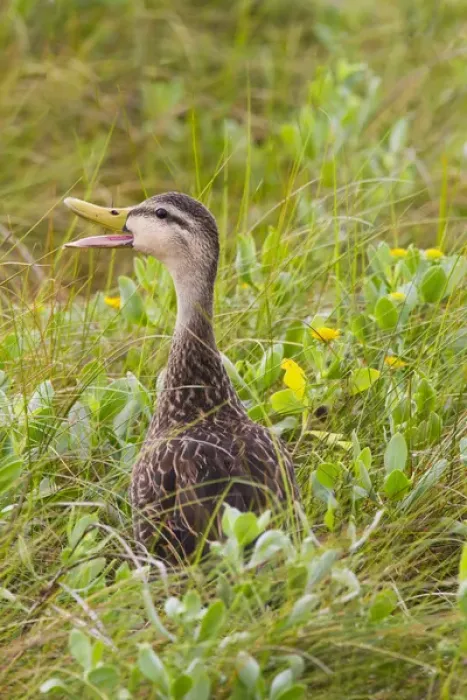 Framed Print : Mottled Duck (Anas fulvigula) male in marshy habitat Framed Print : Mottled Duck (Anas fulvigula) male in marshy habitat
