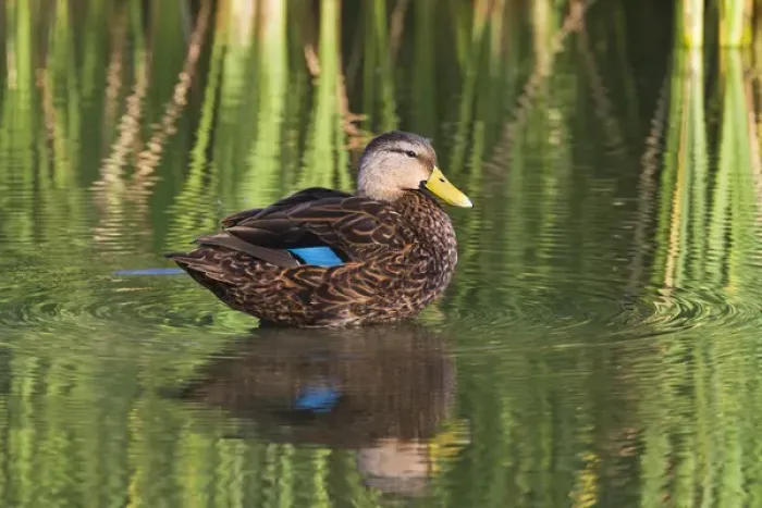 Framed Print : Mottled Duck (Anas fulvigula) male resting in shallow marsh