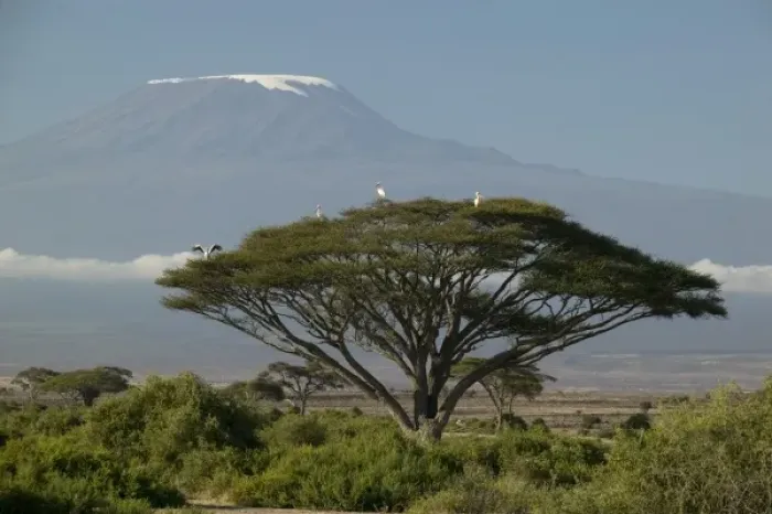 Framed Print : Mount Kilimanjaro with savanna and herds in the landscape, Ngorongoro NP, Tanzania
