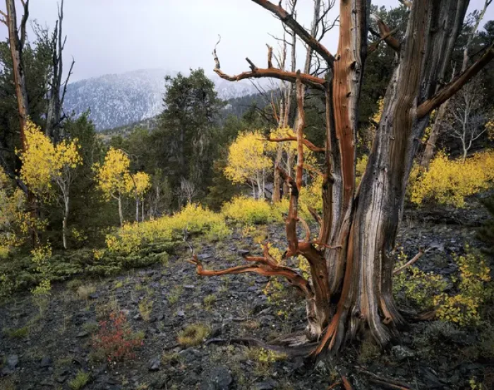 Framed Print : MOUNT MORIAH WILDERNESS, NEVADA. USA. Bristlecone pine snag (Pinus longaeva) & aspen Framed Print : MOUNT MORIAH WILDERNESS, NEVADA. USA. Bristlecone pine snag (Pinus longaeva) & aspen