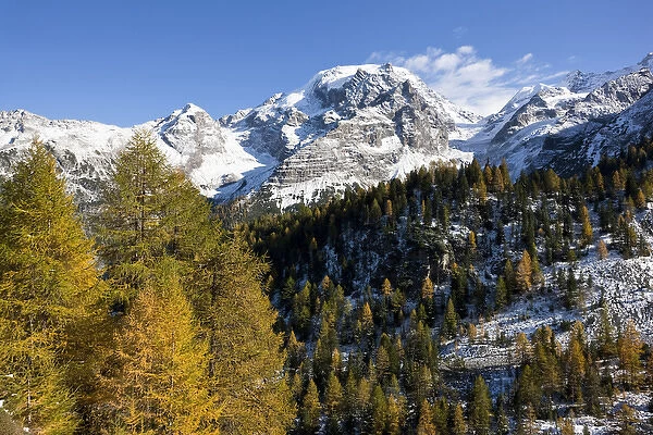 Mount Ortler (3905m) in south tyrol with yellow larch trees and snow seen from valley trafoi