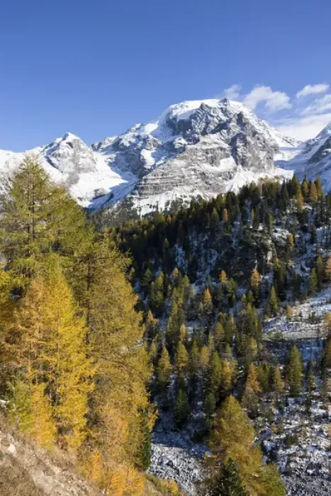 Framed Print : Mount Ortler (3905m) in south tyrol with yellow larch trees and snow seen from valley trafoi Framed Print : Mount Ortler (3905m) in south tyrol with yellow larch trees and snow seen from valley trafoi
