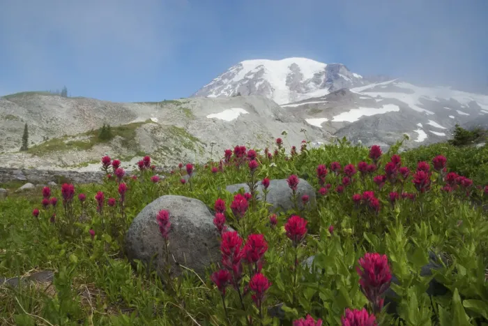 Framed Print : Mount Rainier, lavender paintbrush