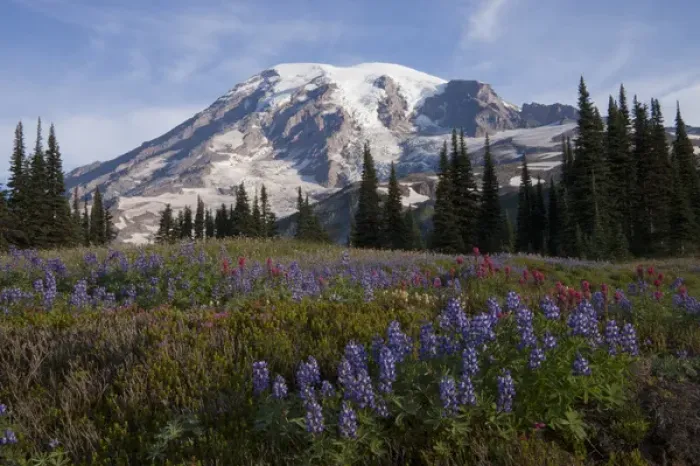 Framed Print : Mount Rainier National Park, Mount Rainier Framed Print : Mount Rainier National Park, Mount Rainier
