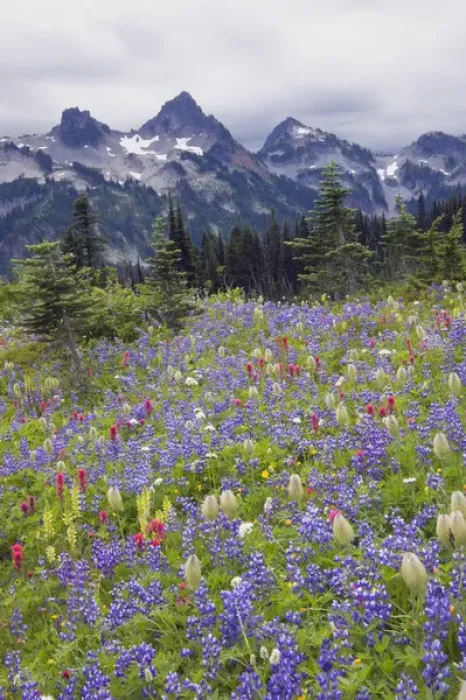 Framed Print : Mount Rainier National Park, Tatoosh Moountains Framed Print : Mount Rainier National Park, Tatoosh Moountains
