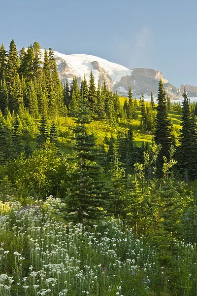 Mount Rainier, from Paradise, Mount Rainier National Park, Washington, USA