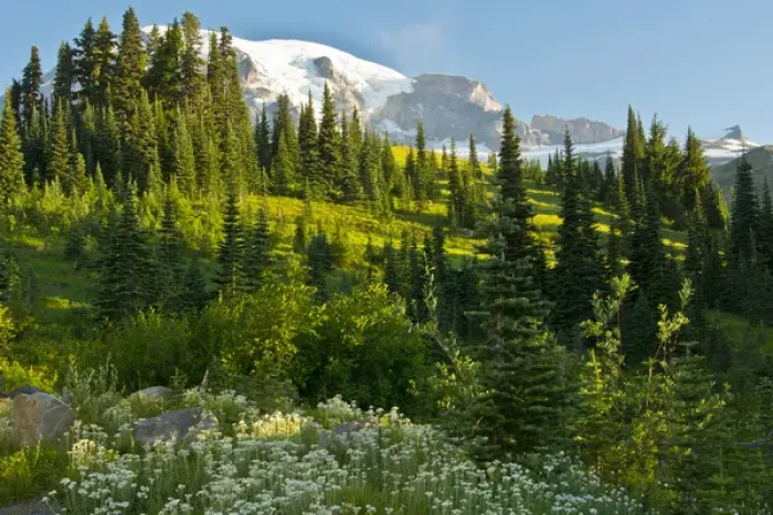 Framed Print : Mount Rainier, from Paradise, Mount Rainier National Park, Washington, USA